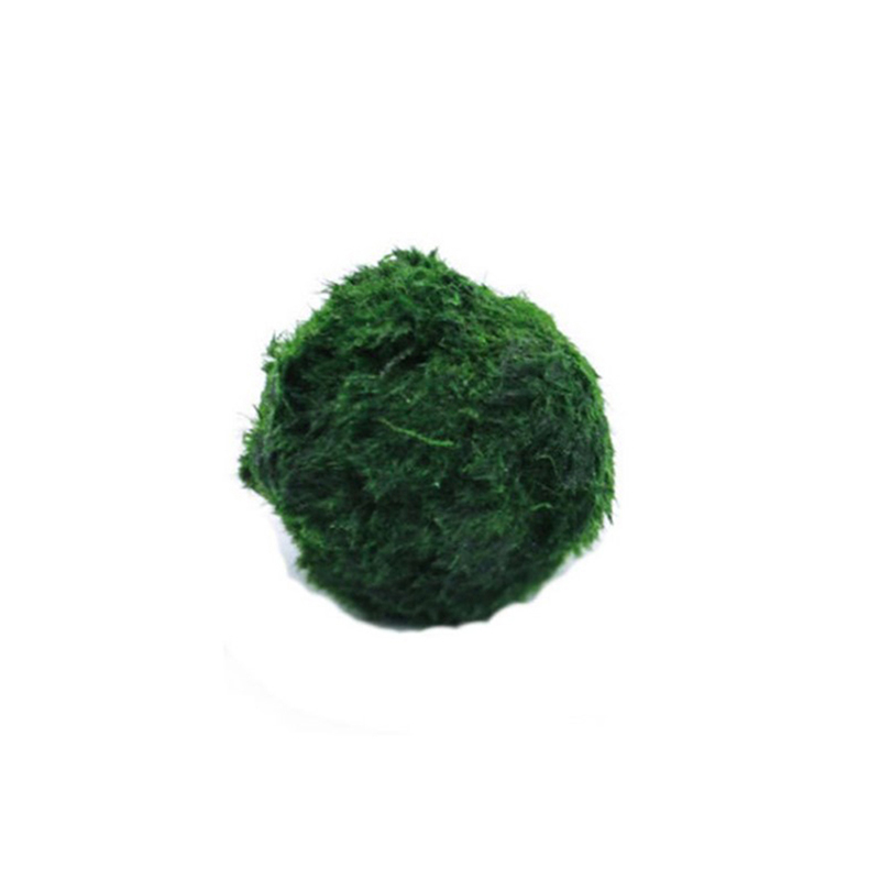 Marimo Moss Balls Live Aquariu - Marine Aquarium Live ulasan dan harga