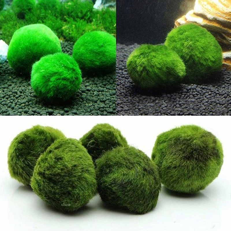 Marimo Moss Balls Live Aquariu - Marine Aquarium Live ulasan dan harga