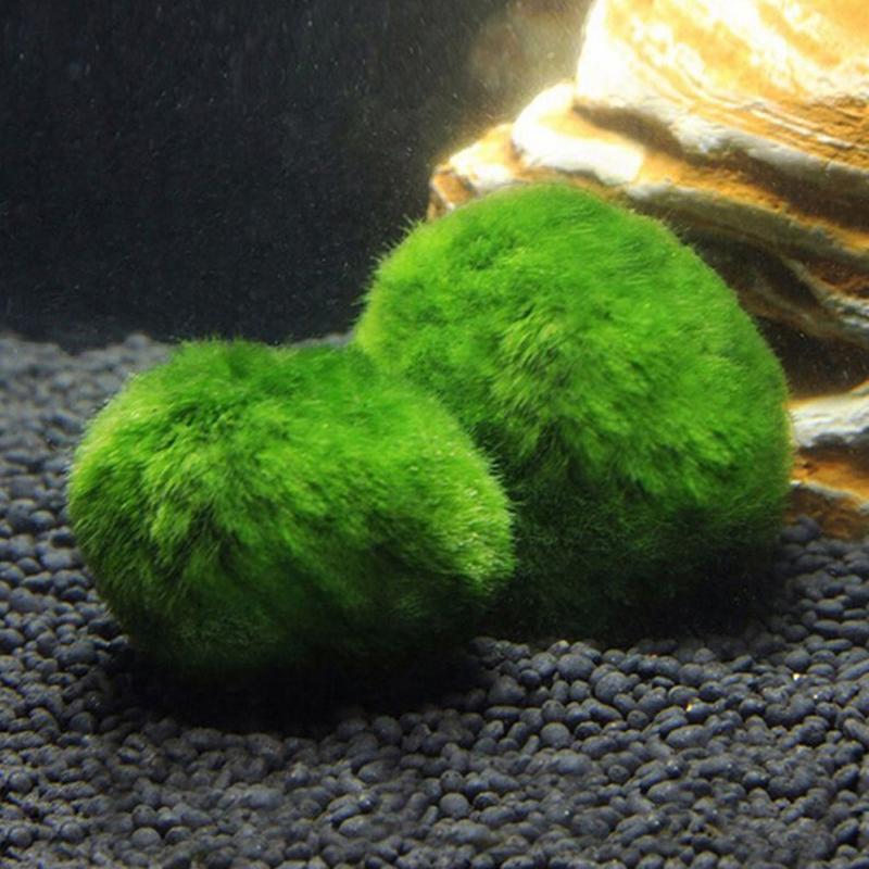 Marimo Moss Balls Live Aquariu - Marine Aquarium Live ulasan dan harga