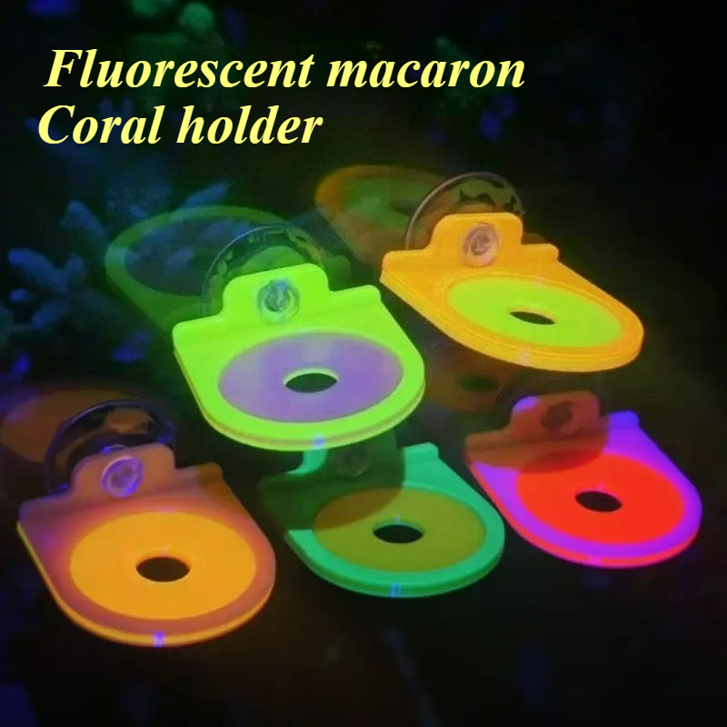 Color Random Coral Frag Holder - Marine Aquarium Live ulasan dan harga